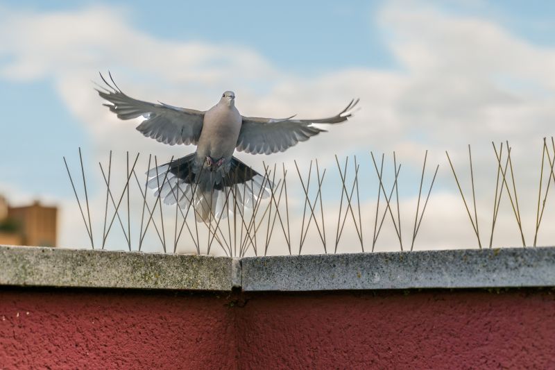 Humane Bird And Bat Deterrent Methods For Large Buildings