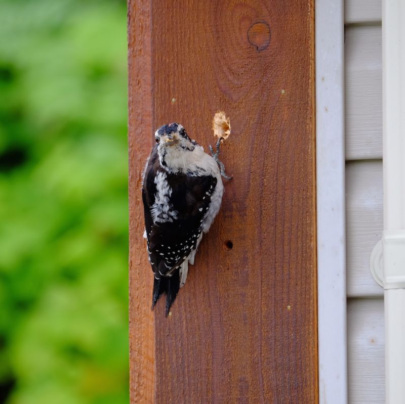 Woodpecker Removal Cost — Cost of Woodpecker Removal