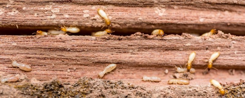 Woodpecker Removal Cost — Cost of Woodpecker Removal