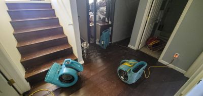 Woodpecker Removal Cost — Cost of Woodpecker Removal