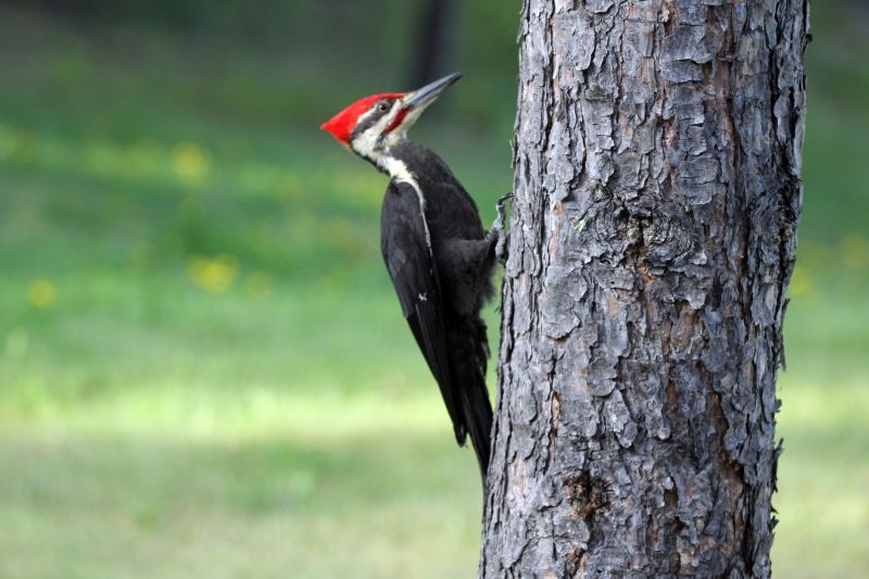 Woodpecker on Tree